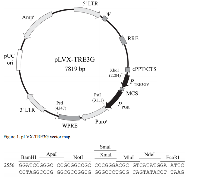 pLVX-TRE3G 质粒图谱