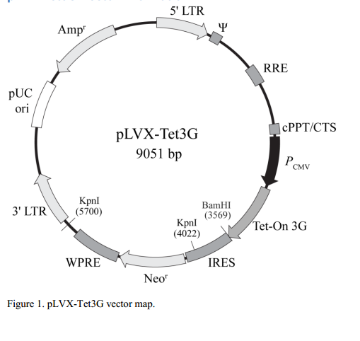 pLVX-Tet3G 质粒图谱