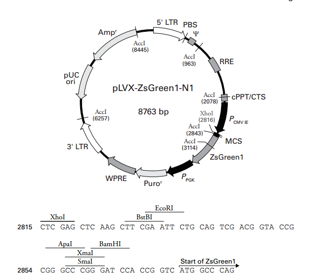 pLVX-ZsGreen1-N1 质粒图谱