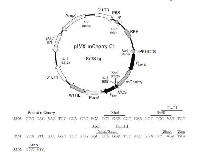 pLVX-mCherry-C1 质粒图谱