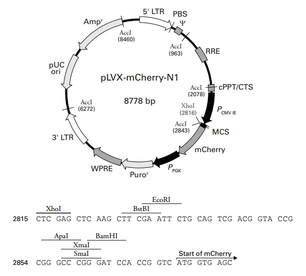 pLVX-mCherry-N1 质粒图谱