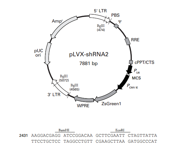 pLVX-shRNA2 质粒图谱
