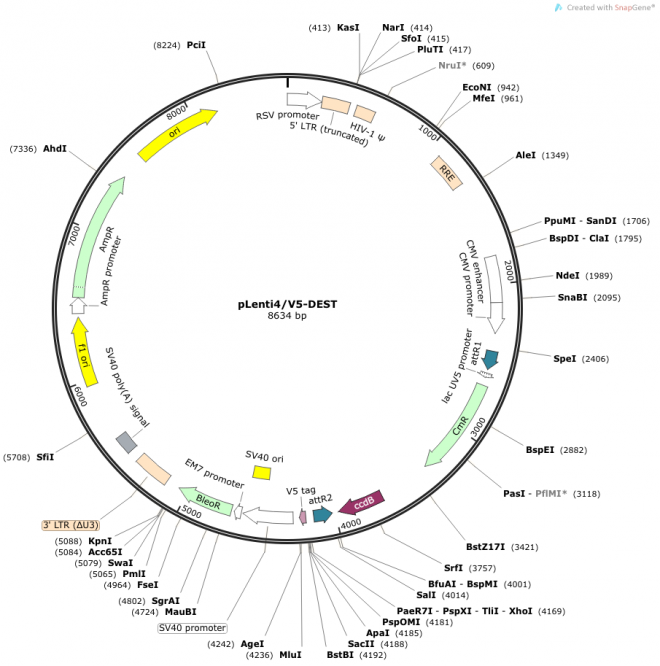 pLenti4/V5-DEST 载体图谱