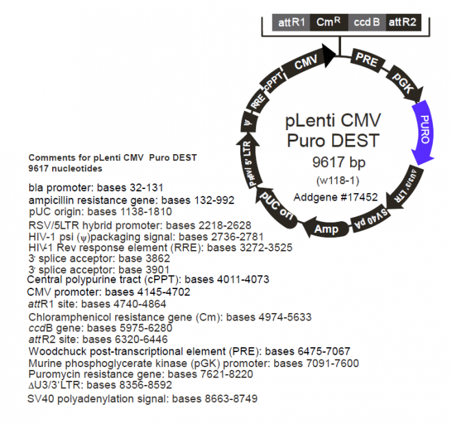 Plenti CMV Puro DEST 质粒图谱