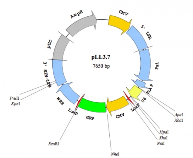 pLentilox 3.7 质粒图谱