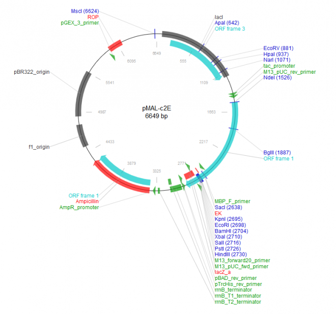 pMAl-c2E 载体图谱