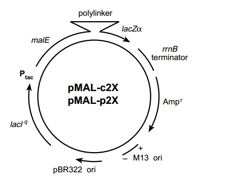 pMAL-c2x 质粒图谱
