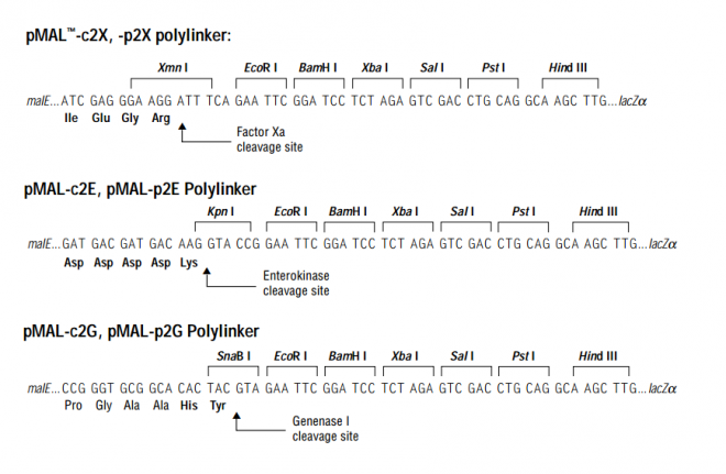 pMAL-c2x 多克隆位点