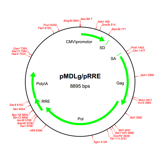 pMDLg/pRRE 质粒图谱