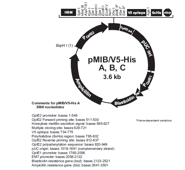 pMIB/v5-His A,B,and C 质粒图谱