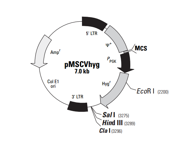 pMSCVhyg 质粒图谱