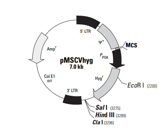 pMSCVhyg ͼ