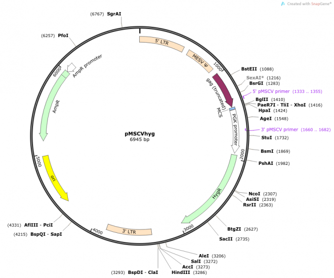 pMSCVhyg 载体图谱