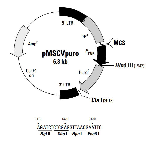 pMSCVpuro 质粒图谱