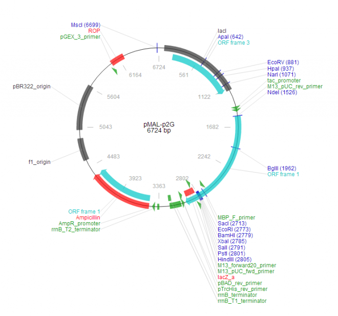 pMAl-p2G 载体图谱