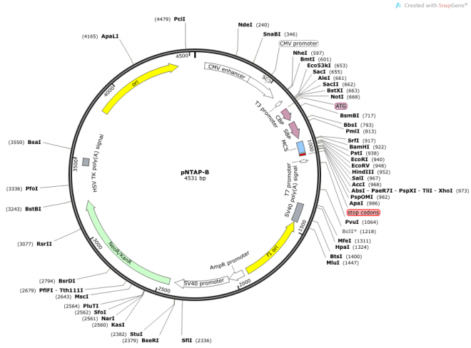 pNTAP-B 质粒图谱