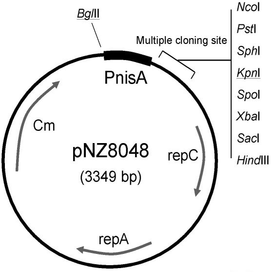 pNZ8048 质粒图谱