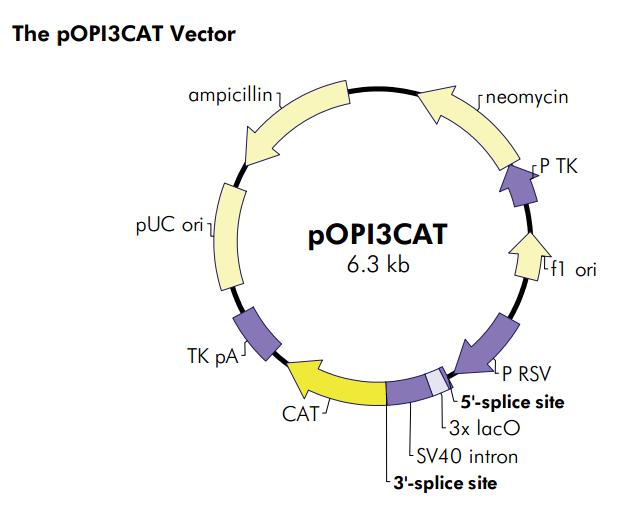 pOPI3CAT 质粒图谱