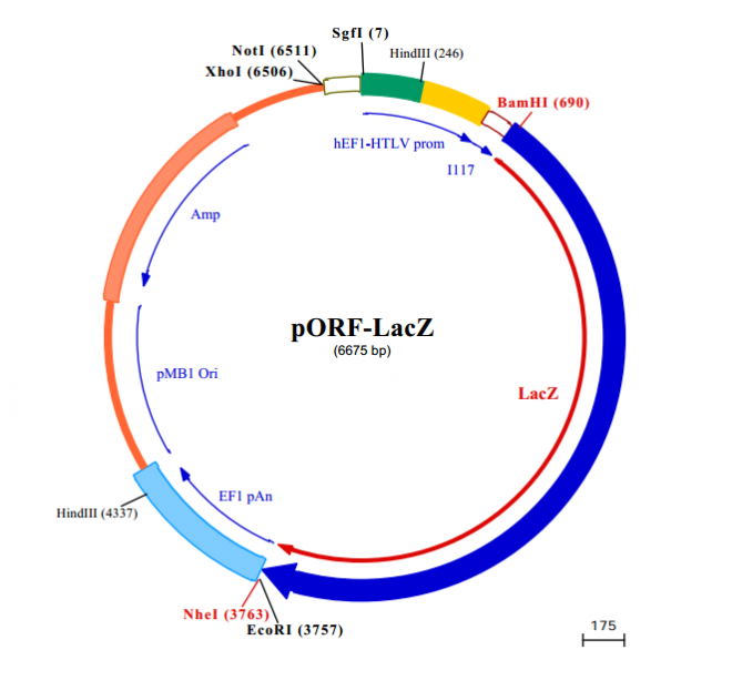 pORF-lacZ 质粒图谱
