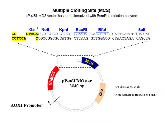 pP-αSUMO3 质粒图谱