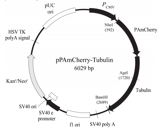 pPAmCherry-Tubulin 质粒图谱