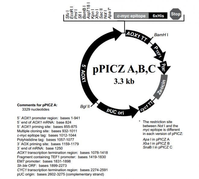 pPICZ A,B,C 质粒图谱