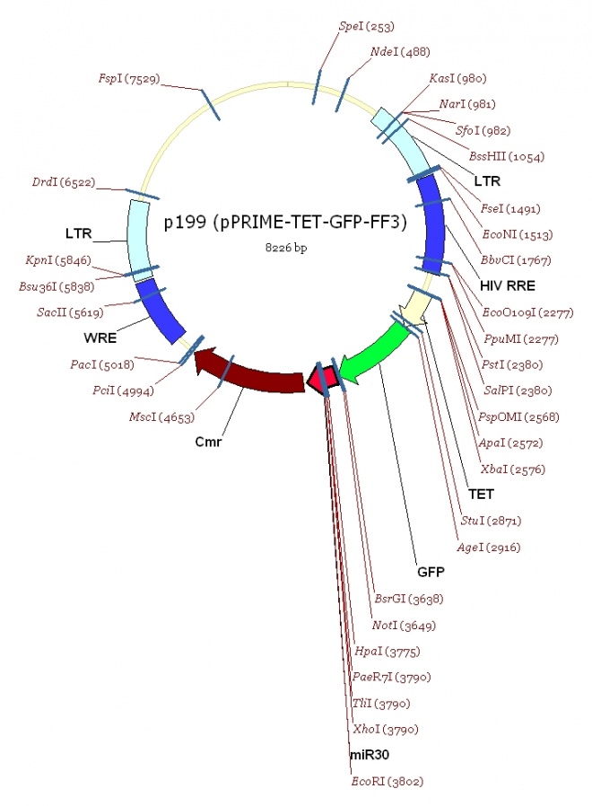 pPRIME-TET-GFP-FF3 质粒图谱