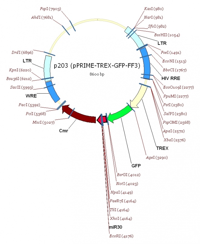 pPRIME-TREX-GFP-FF3 质粒图谱