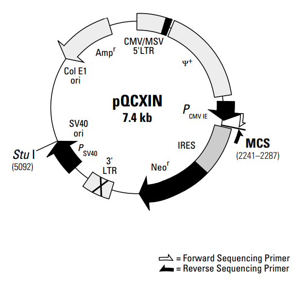 pQCXIN质粒图谱