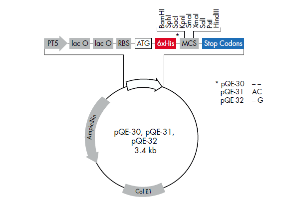 pQE-31 质粒图谱