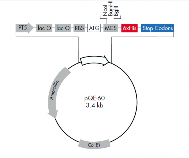 pQE-60 质粒图谱
