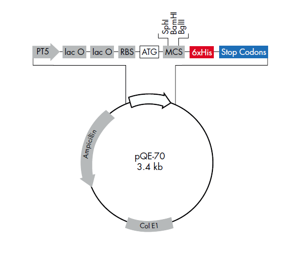 pQE-70 质粒图谱