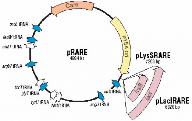 pRARE 稀有密码子表达载体