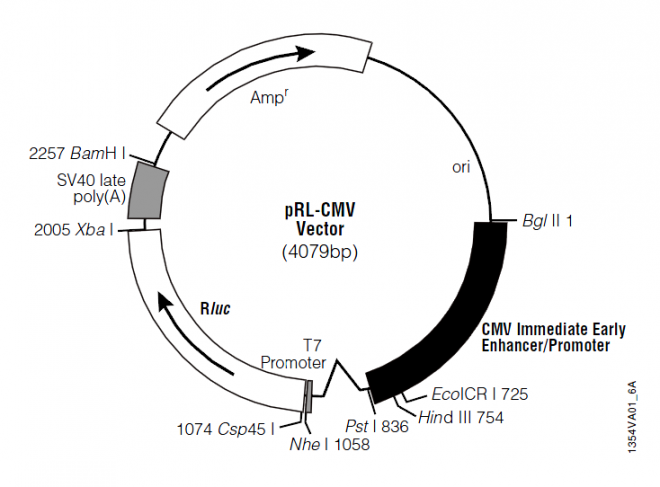 pRL-CMV 质粒图谱