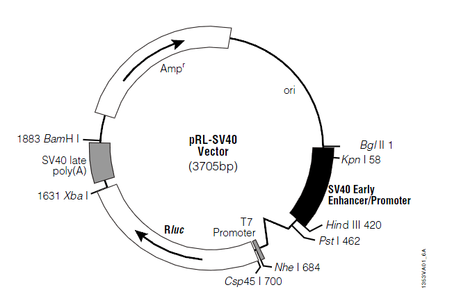 pRL-SV40 质粒图谱