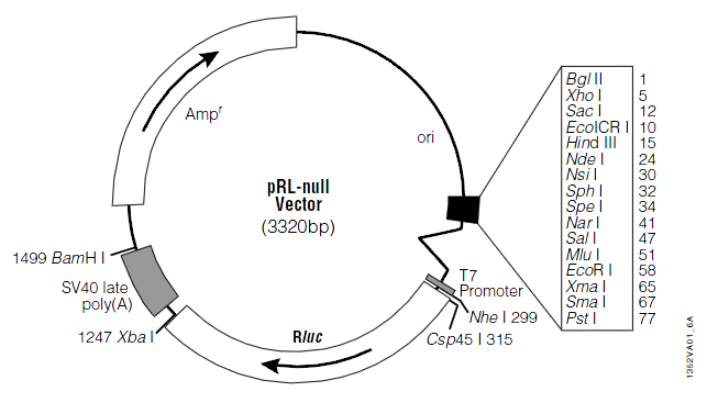 pRL-null 质粒图谱