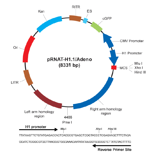 pRNA-H1.1/Adeno 质粒图谱