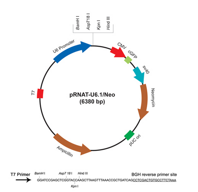 pRNAT-U6.1/neo 质粒图谱