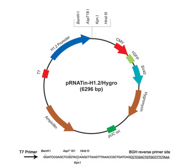 pRNATin-H1.2/Hygro 质粒图谱