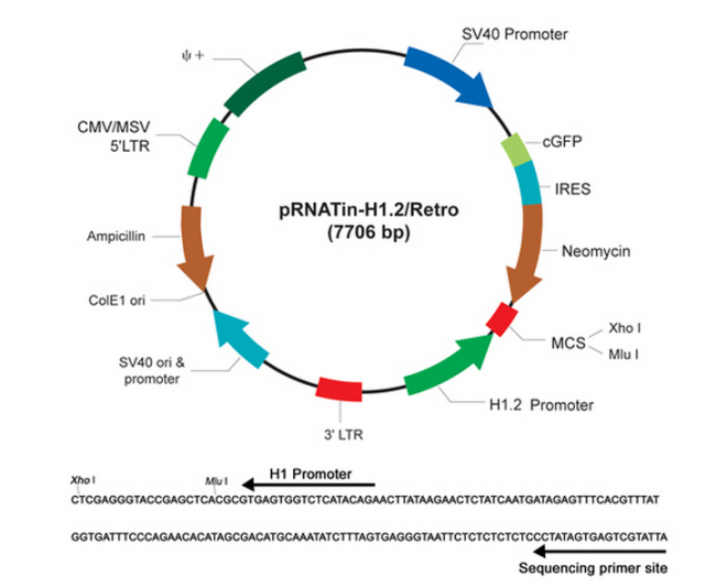 pRNATin-H1.2/Retro 质粒图谱