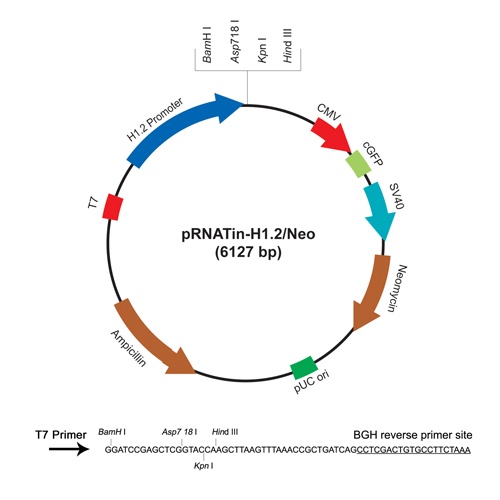 pRNATin-H1.2/Neo 质粒图谱