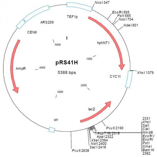 pRS41H 质粒图谱