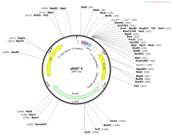 pRSET A Vector Map