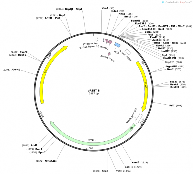 pRSET B Vector Map