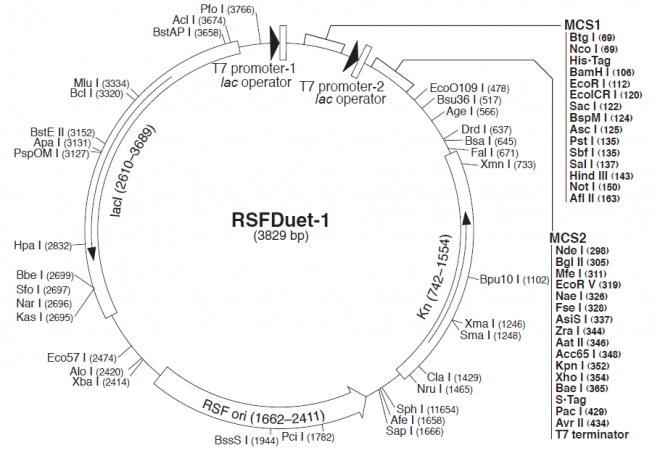 pRSFDuet-1 质粒图谱