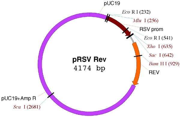 pRSV-Rev质粒图谱