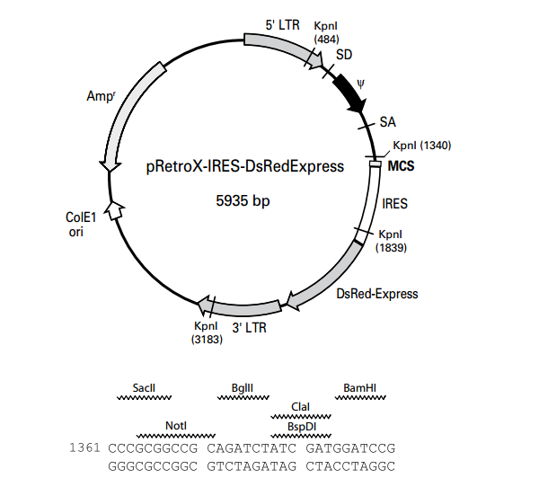 pRetroX-IRES-DsRedExpress 质粒图谱