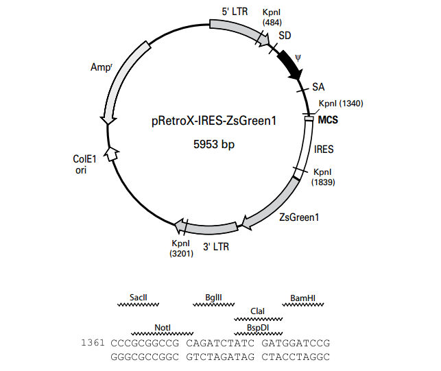 pRetroX-IRES-ZsGreen1 质粒图谱