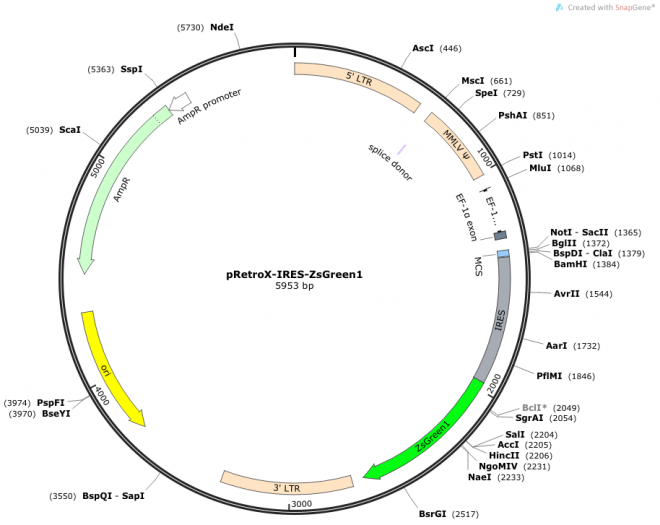 pRetroX-IRES-ZsGreen1 载体图谱