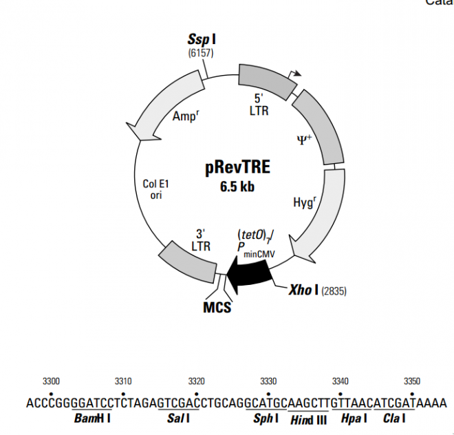 pRevTR 质粒图谱
